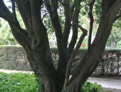 Surveillance derrière l'arbre