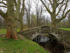 Un pont dans la forêt