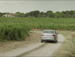 Dans les vignes 