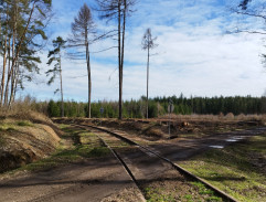 Le train sur la ligne de forêt